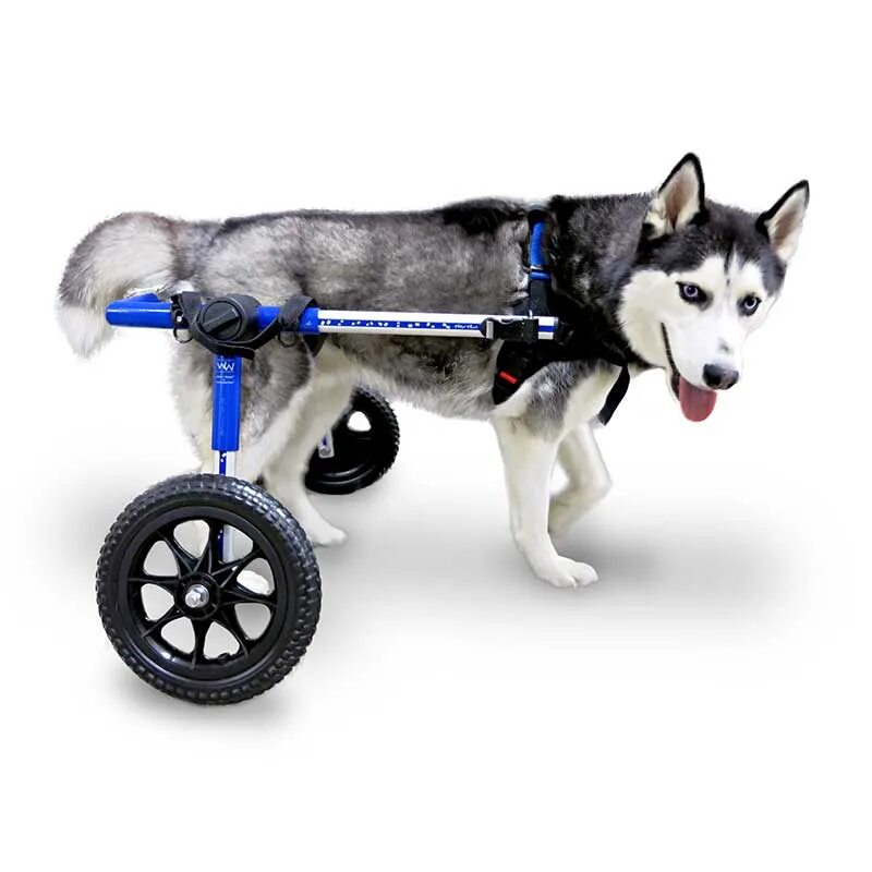 Коляска Walkin Wheels. Инвалидные коляски Dog wheelchairs. Коляска для собак инвалидов. Тележка для собаки инвалида.