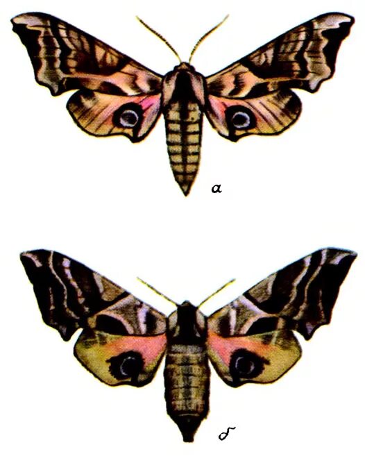 Глазчатый Бражник самец самка. Табачный Бражник бабочка. Бражник самец и самка. Бражник самец.