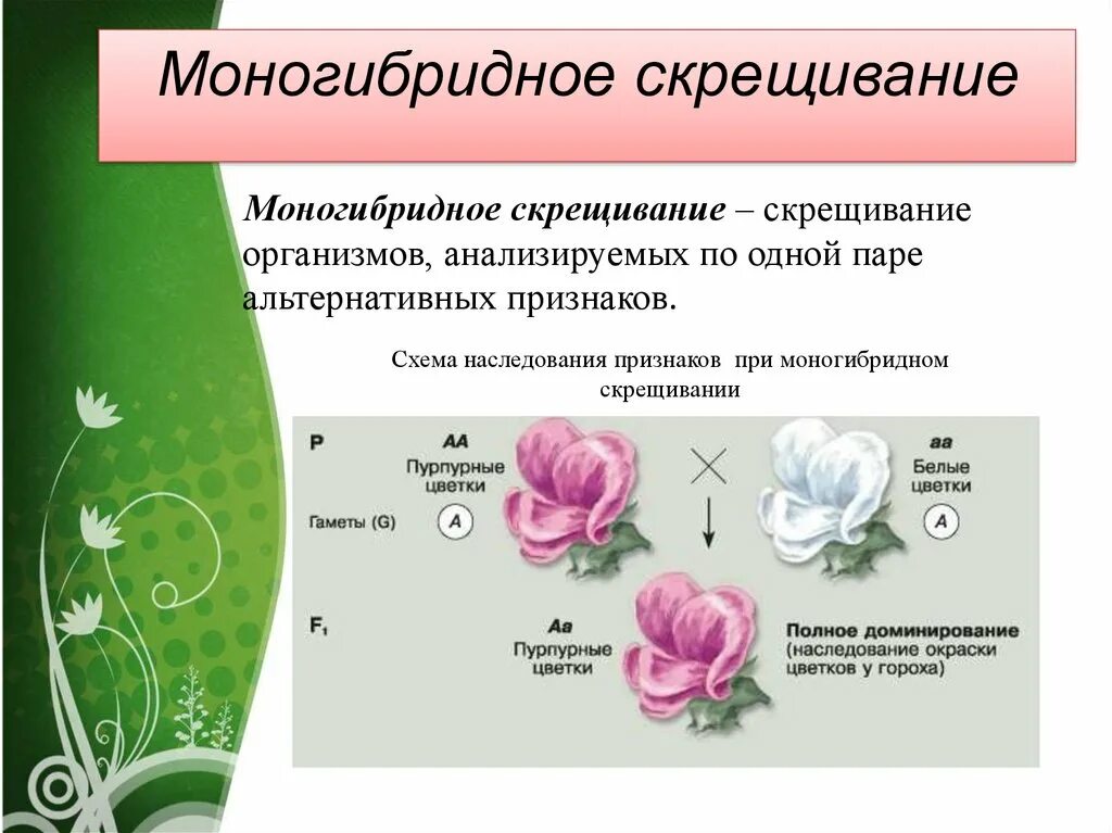 Моногибридное анализирующее скрещивание. Анализирующее скрещивание дигибридное скрещивание. Моногибридное скрещивание анализирующее скрещивание. Закономерности моногибридного скрещивания. Закономерности наследования признаков 10 класс