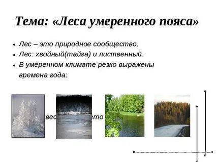 Леса умеренного пояса 8 класс