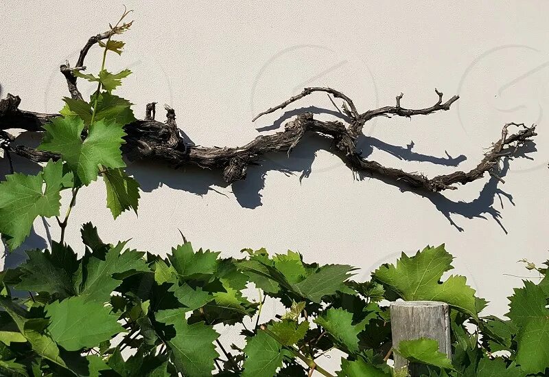 Grape vines. Grape leaf on a white background , #sponsored, #vines, #Grape, #lea