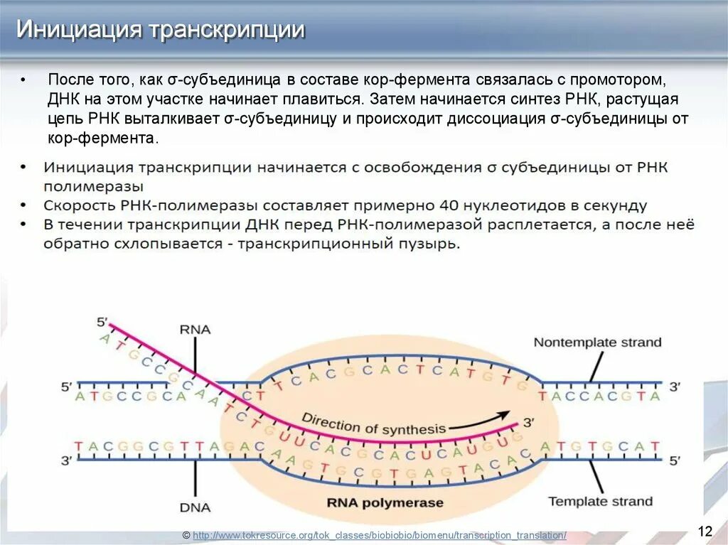 Транскрибируемая днк направление. Инициация транскрипции. Транскрипция ДНК. Транскрипция РНК инициация. Транскрипция ДНК-полимераза.