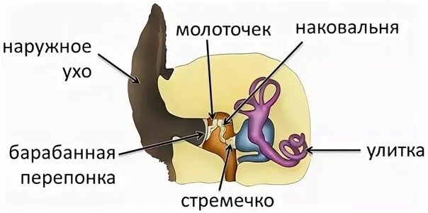 Строение уха млекопитающих. Строение внутреннего уха млекопитающих. Строение органов слуха млекопитающих схема. Строение органа слуха млекопитающих. Орган слуха у млекопитающих