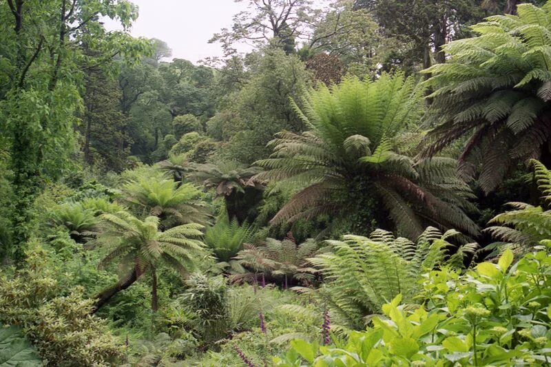 Затерянные сады. Lost Gardens of Heligan. Парк «Затерянные сады Хелигана». 1.13. Затерянные сады Хелигана. Сад Хелиган в Англии.