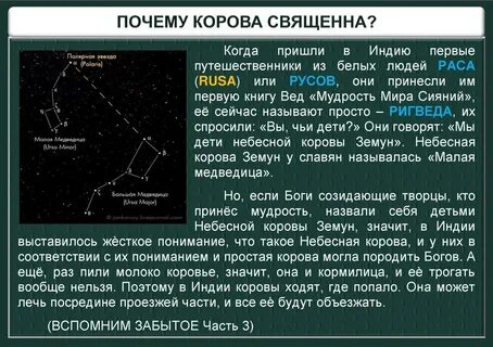 Почему корова священная