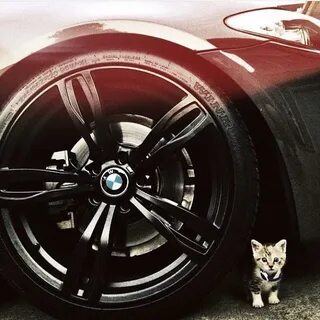 Cats bmw