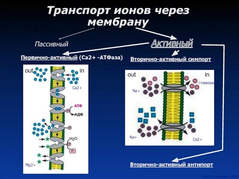 Активный и пассивный транспорт ионов через мембрану. Активный ионный транспорт через клеточные мембраны. Мембранный транспорт ионов через мембраны. Пассивный и активный транспорт ионов через мембрану клетки.