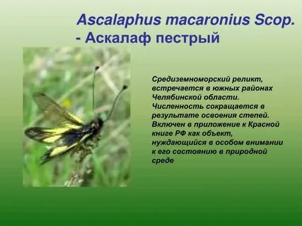 Насекомые фото и названия и описание