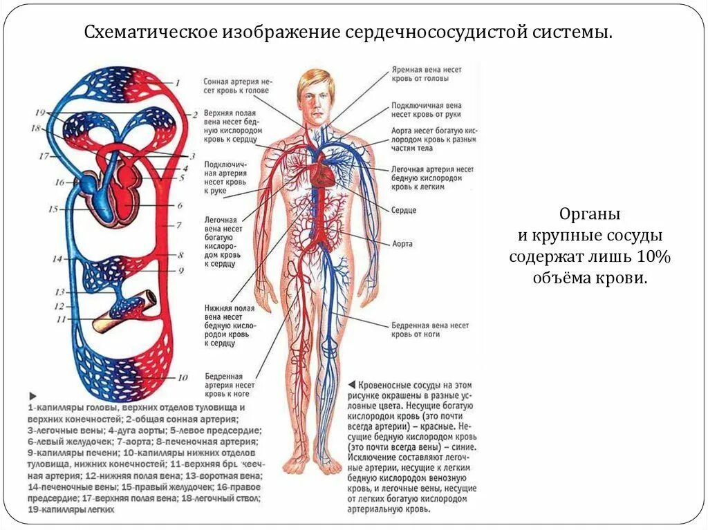 Сосудистая система человека образована сосудами трех. Строение кровяной системы человека. Кровообращение человека кровеносная система схема. Артерии и вены человека схема. Венозная система человека анатомия схема расположения.