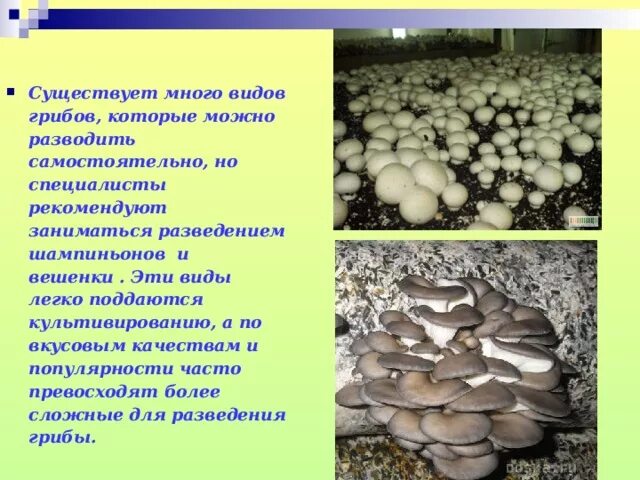 Сообщение на тему выращивание грибов. Презентация выращивание грибов. Вешенки грибы презентация. Культивирование вешенки.