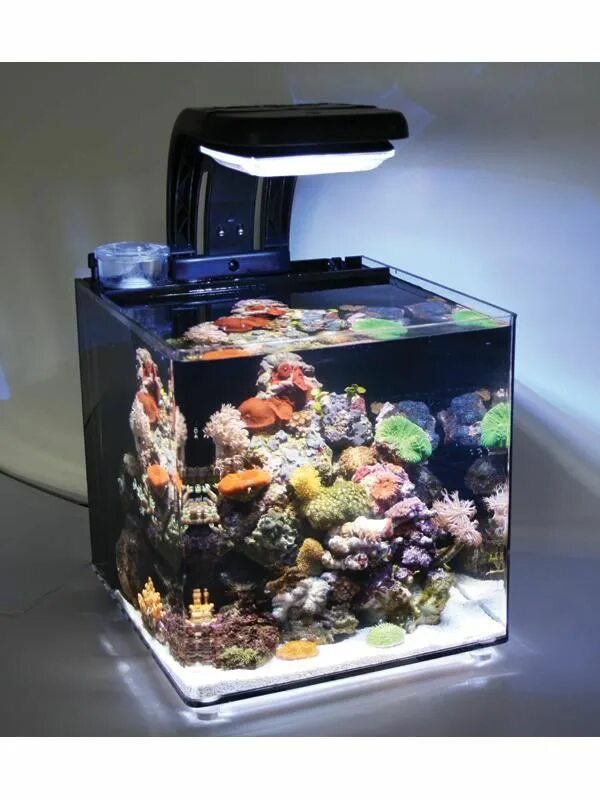 Микро для аквариума. Аквариум нано риф 30. Микро-риф морской аквариум. Морской аквариум 30л. Морской нано риф.