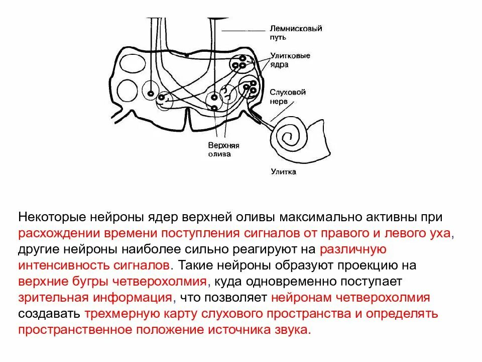 Слуховой нерв сенсорной системы. Сенсорная система акустических сигналов.. Слуховой нерв анатомия. Схема строения слуховой сенсорной системы.