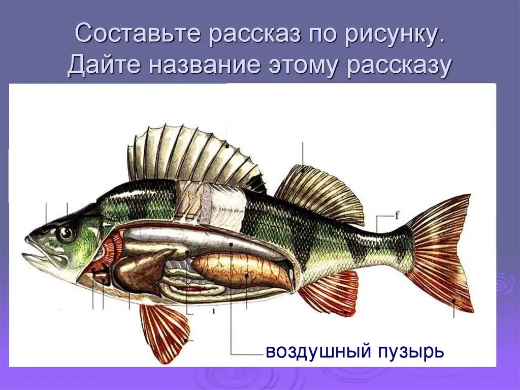 Рыба какой организм. Строение рыбы. Рыбы (биология). Внешние органы рыбы. Внешнее строение рыбы.