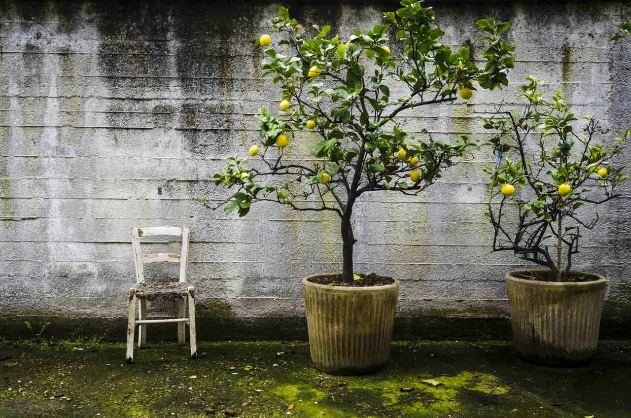 Маленькое лимонное дерево. Lemon Tree (лимонное дерево). Мейер лимонное дерево цветок. Лимонное дерево в горшке в саду. Лимонное дерево в кадке.