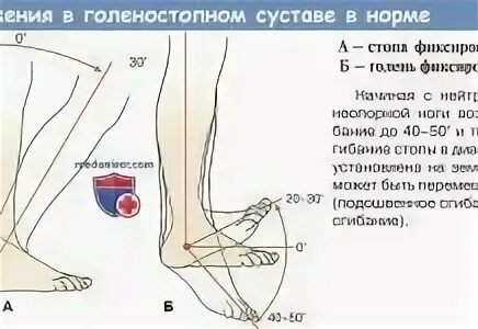 Движения в голеностопном суставе. Амплитуда движений в голеностопном суставе. объем движений в голеностопном суставе. подвижность голеностопного сустава. подошвенное сгибание в голеностопном суставе нерв.