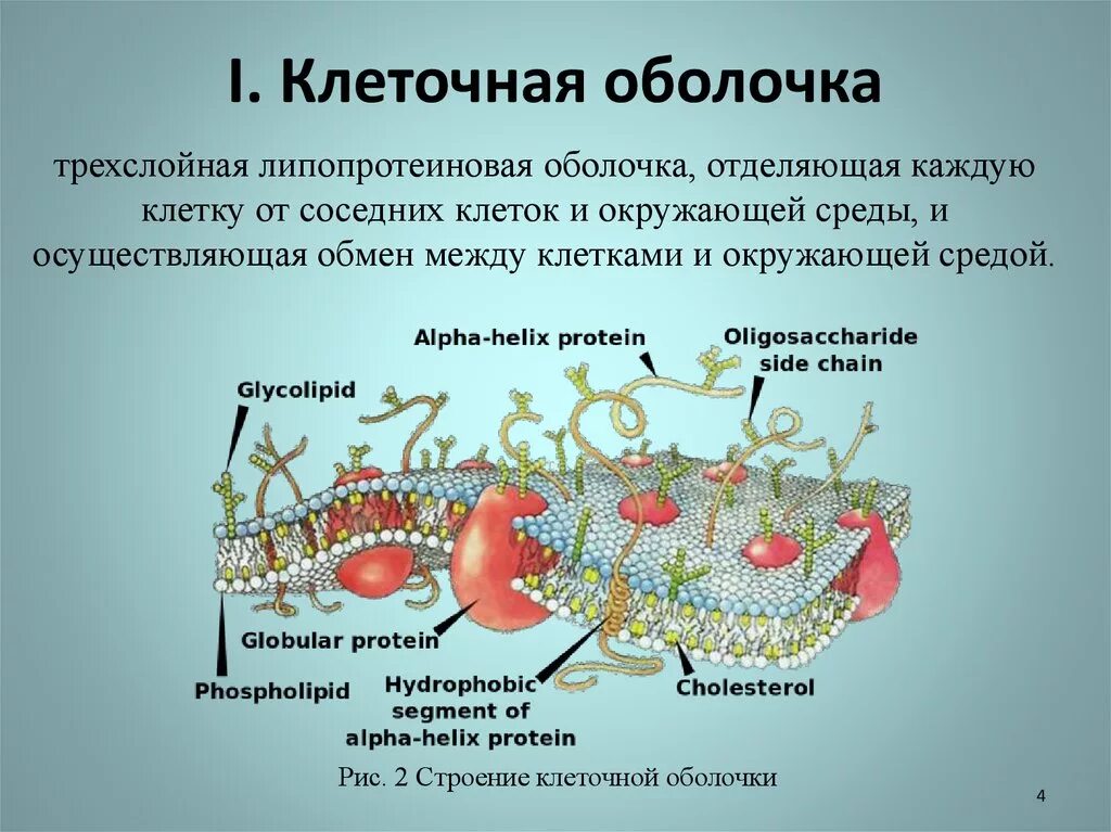 Из чего состоит оболочка клетки. Что такое клеточная мембрана в биологии 5 класс кратко. Клеточная мембрана биологические структуры. Клеточная мембрана мембраны у растений. Строение клеточной мембраны биология.