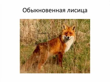 Систематическая категория лисицы