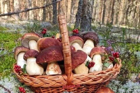 Авито тверь грибы