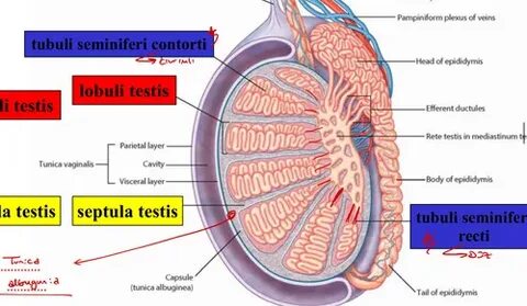 Chaykovskiy Ruda jinsiy aloqa