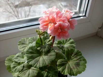 Пеларгония зимой