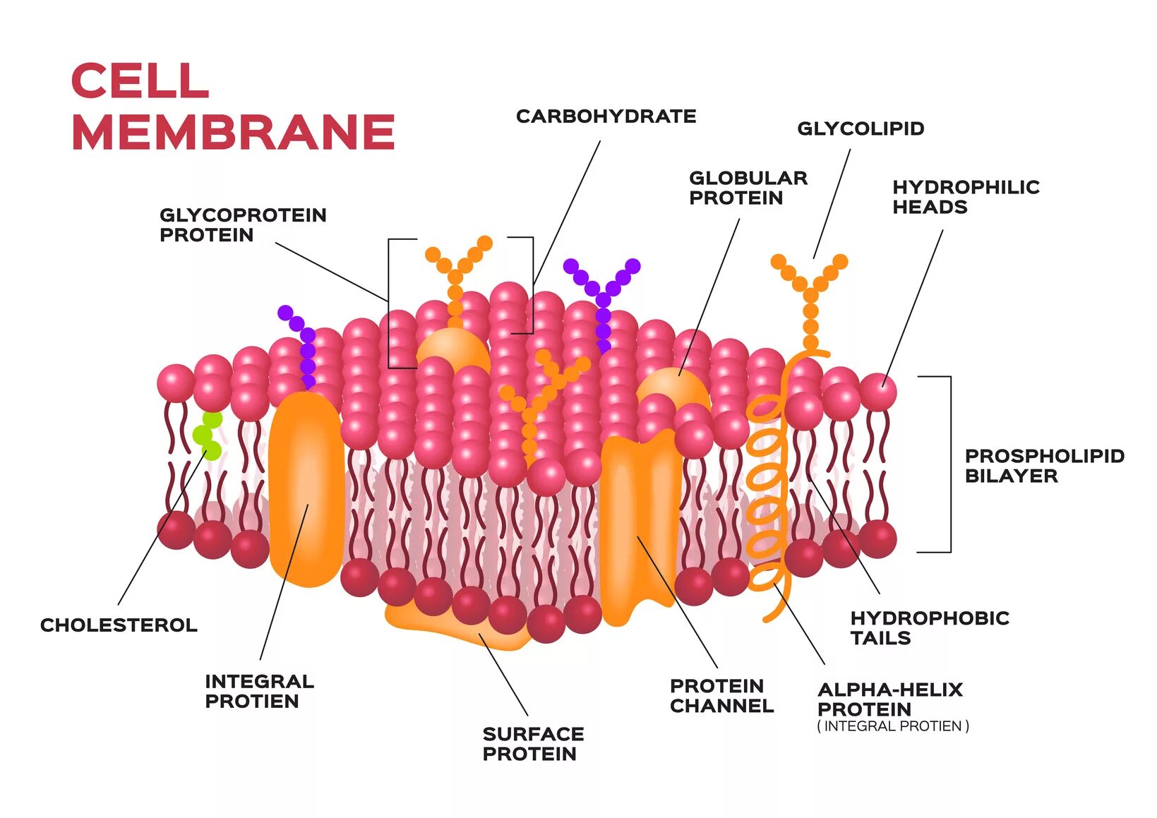 Cell membrane. Холестерин в мембране клетки. Cell membrane structure. Холестерол в мембране. Холестерин хеликс