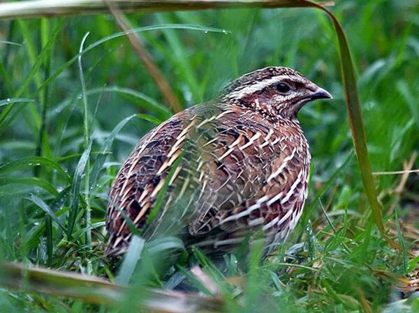 Где перепел поет. Перепел обыкновенный Coturnix Coturnix. Перепел полевой. Перепелка Степная. Перепелка Дикая.