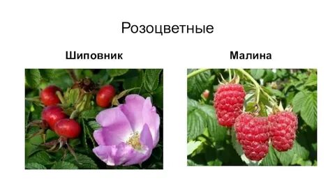 Шиповник двудольный