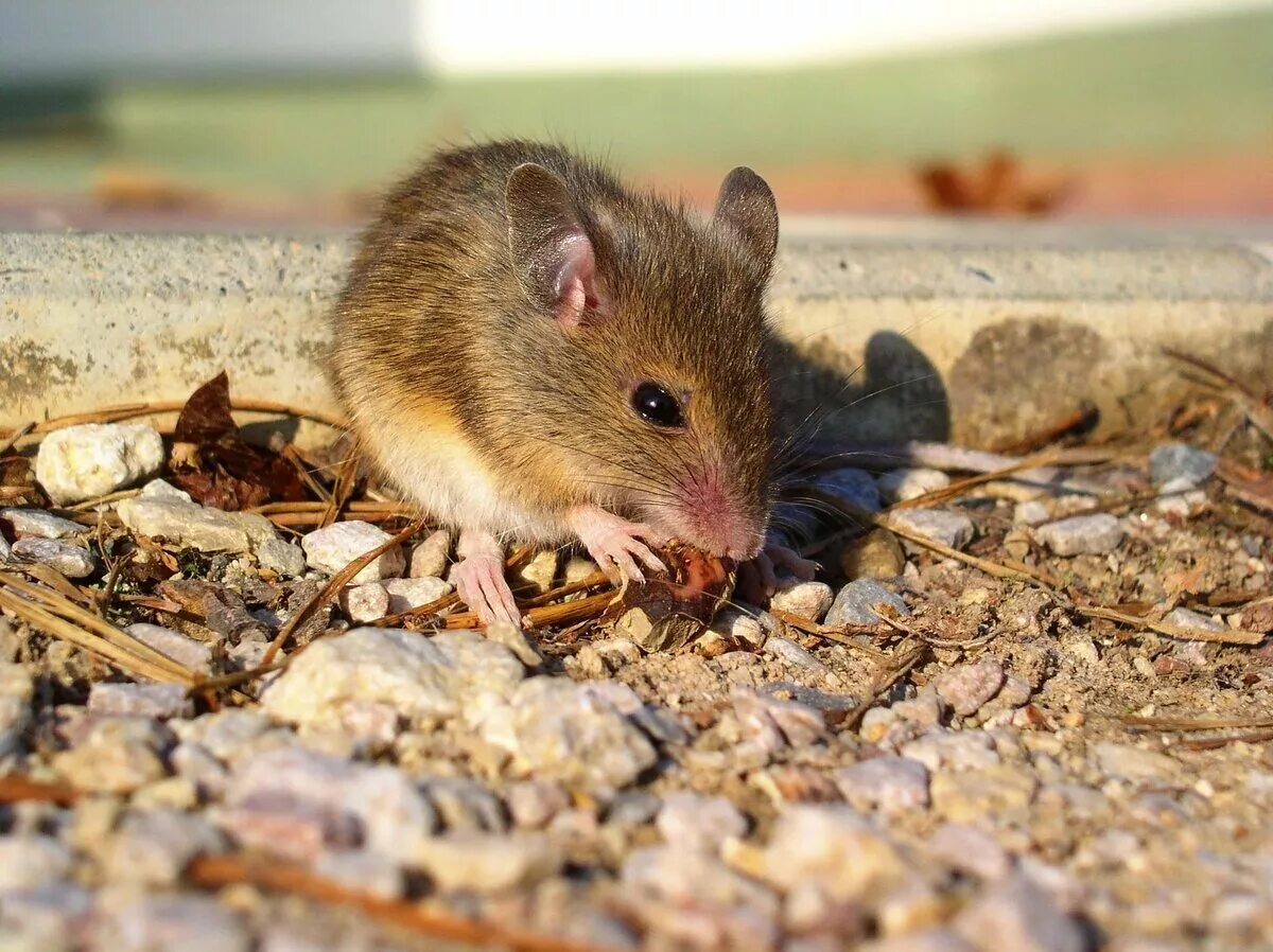 Маленькие живые мышки. Желтогорлая мышь. Крыса Песчанка. Mus musculus домовая мышь. Большеухая полевка.