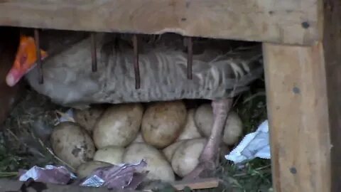 Сколько гуска сидит на яйцах для вывода