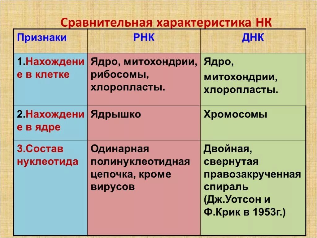 РНК И ДНК строение функции 9 класс. Таблица по биологии 10 класс нуклеиновые кислоты ДНК РНК. Строение и функции нуклеиновых кислот ДНК И РНК 10 класс таблица. Сравнительная характеристика ДНК И РНК. Признаки местоположение