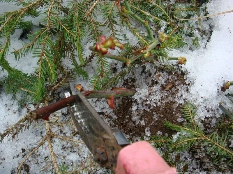 Как спасти розы после зимы. Розы после зимы. Розы после зимовки. Пробудить розы после зимы.