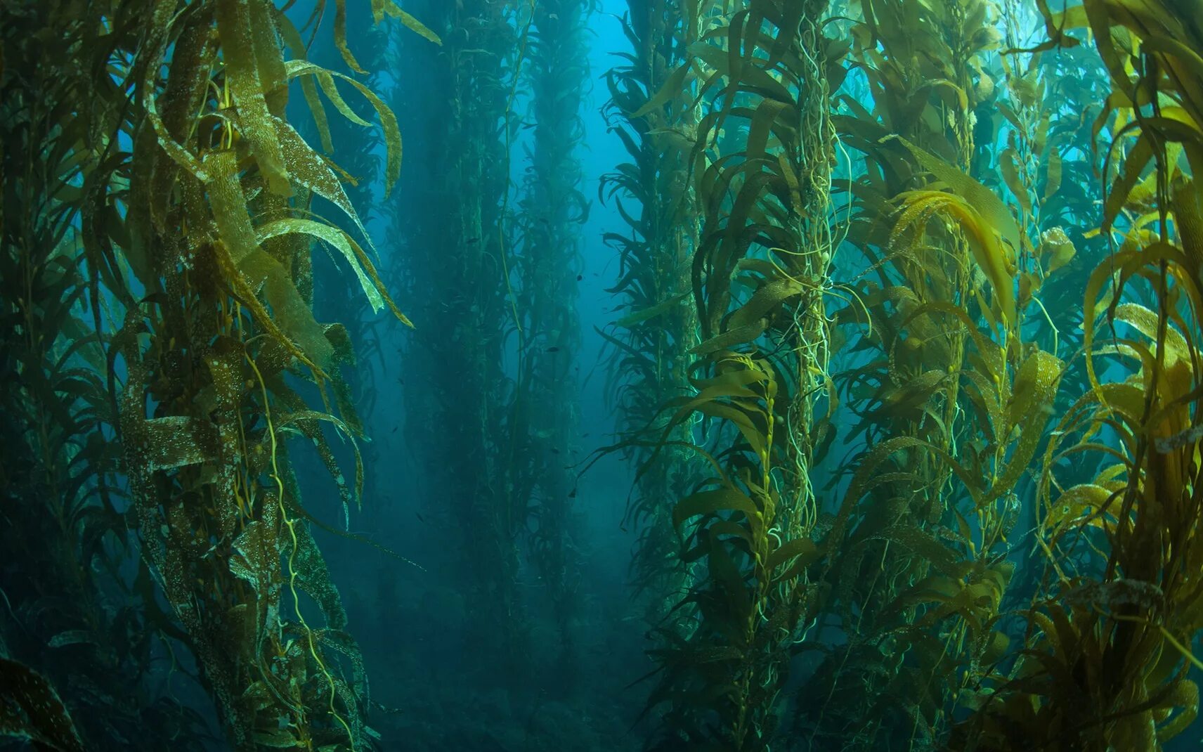 Ламинария. Подводные растения. Глубоководные водоросли. Подводный мир реки.