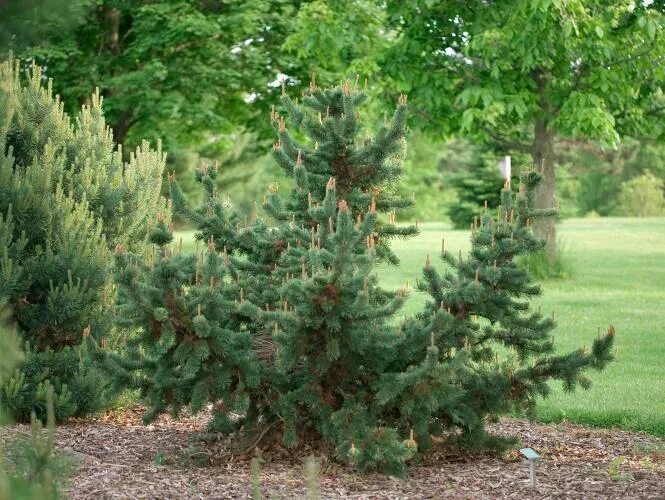 Долгожитель из хвойных. Pinus aristata. Сосна остистая аристата. Pinus aristata Dwarf Tree. Pinus aristata 'Graciosa'.