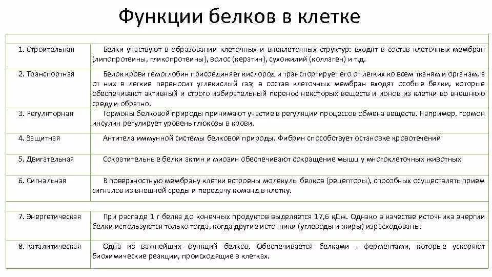 Каковы функции белков в клетках. Каковы функции белков в клетках