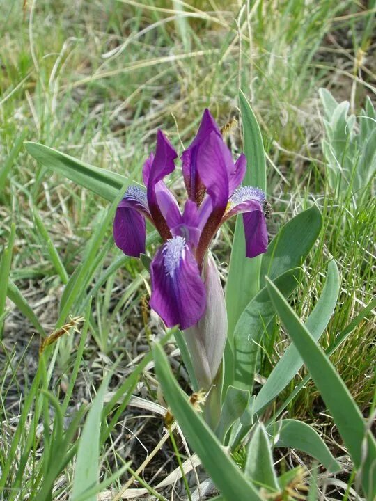 ирис сизоватый. байкальский заповедник касатик гладкий,. ирис сизоватый. ирис (касатик) сизоватый челябинская область. ирис (касатик) сизоватый (iris glaucescens).