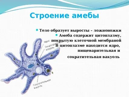 Названия амеб