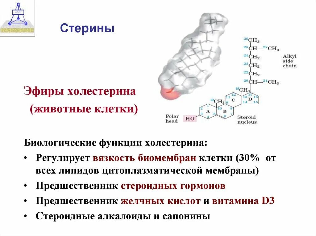 Биологическая роль холестерина. Строение эфиров холестерина. Стерины биохимия строение. Стерины строение и биологическая роль. Структурная функция холестерина.