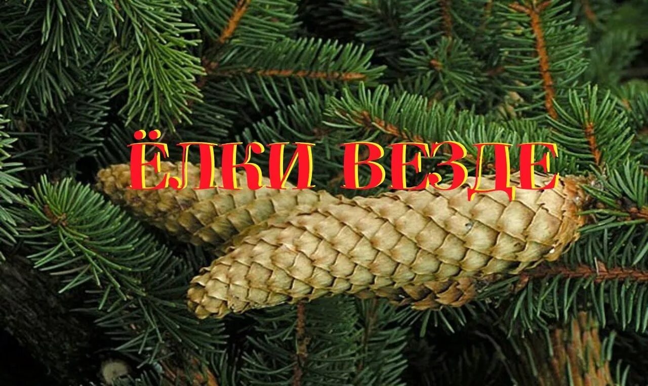 Пихта фразера. Ель глена. К чему снится ель живая. Пихта молодые кончики веток. Ель во сне.