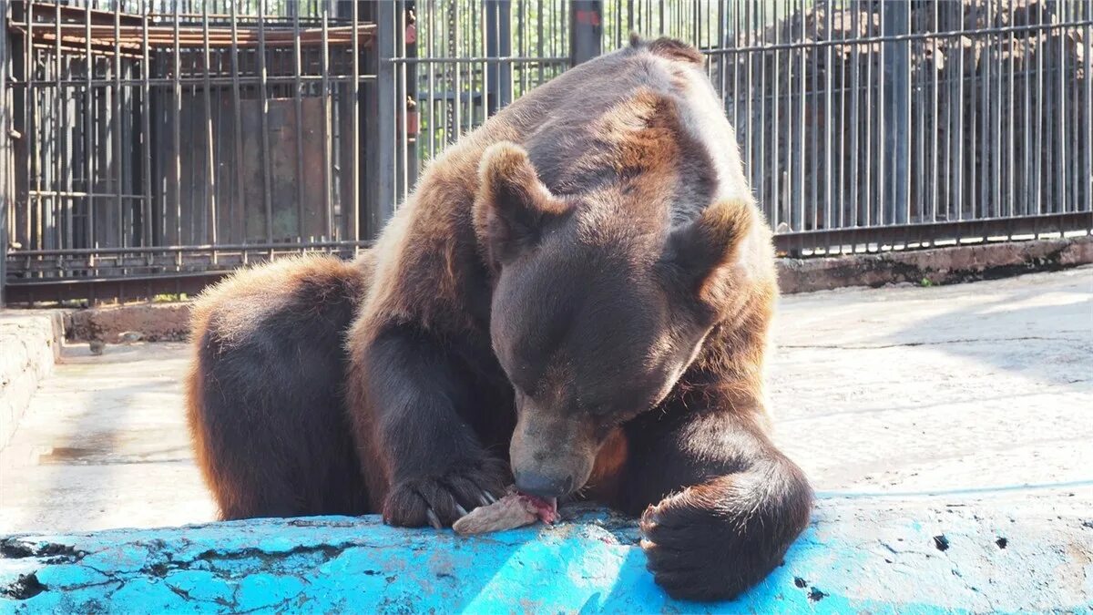 спячка медведей в зоопарке