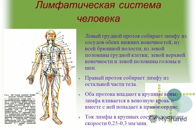 Из чего состоит лимфатическая система. Лимфатическая система человека анатомия. лимфатическая система человека рис 61. схема строения лимфатической системы. строение и функции лимфы человека.