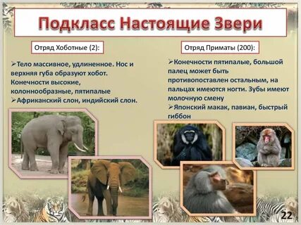 Настоящие звери примеры