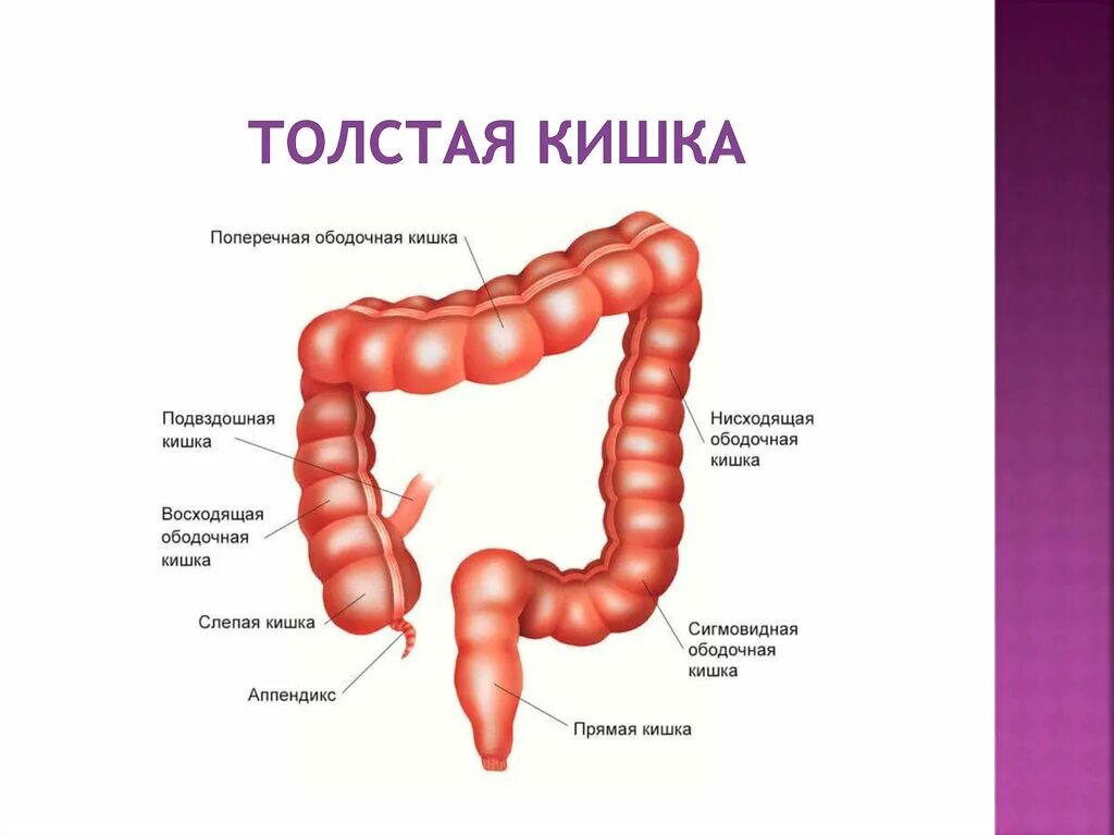 Название толстого кишечника. Толстый кишечник отделы строение стенки. Перечислите отделы Толстого кишечника 6. Отделы толстой кишки анатомия человека. Строение толстой кишки анатомия.