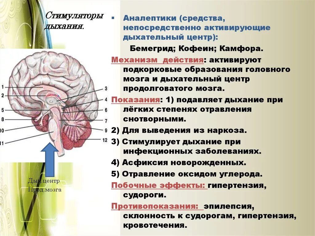 Пищевой центр в мозге. Стимуляторы дыхательного центра продолговатого мозга:. Дыхательный центр в мозге. Дыхательный центр спинного мозга. Продолговатый мозг центр дыхания.