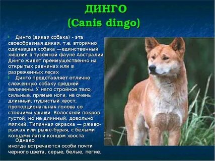 Динго произведение краткое содержание