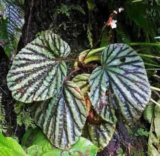 Begonia ameen beats