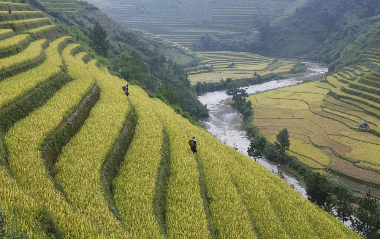 Поля террасы. Рисоводство в Китае. Террасированные поля Японии. Плантации риса в Японии. Плантации риса в Китае.