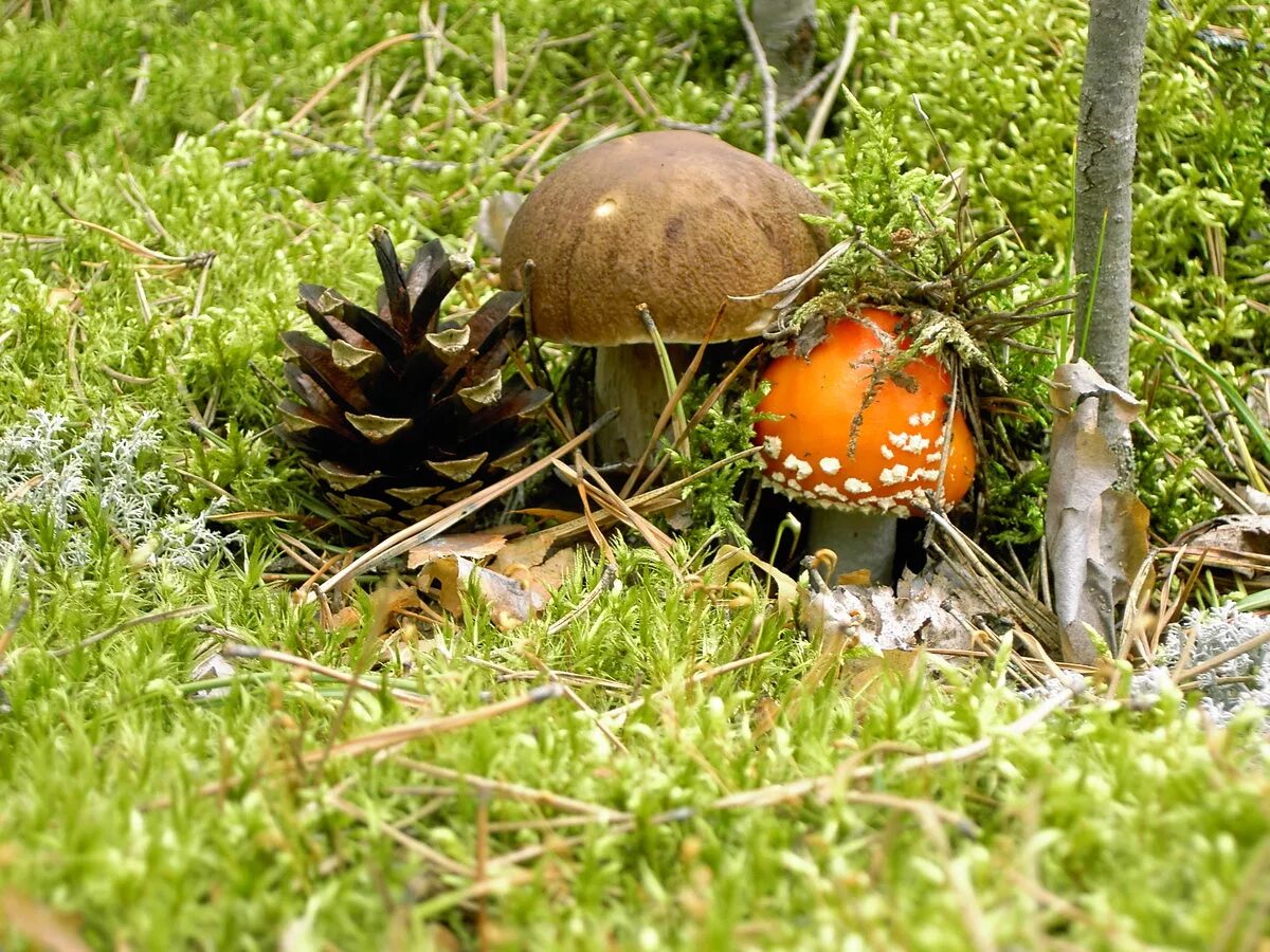 Грибная поляна фото. Поляна грибов. Лесная Поляна с грибами. Полянка грибов в лесу. Поляна с грибами в лесу.