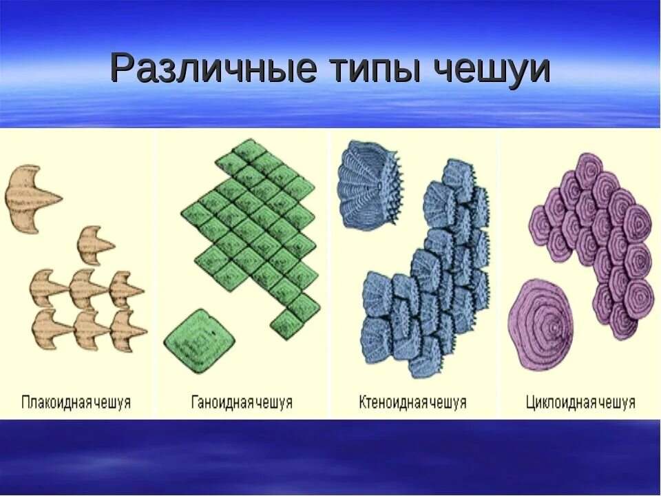 Типы чешуи рыб. Ганоидная чешуя строение. Плакоидная чешуя и костная чешуя. Различные типы чешуи. Чешуя число