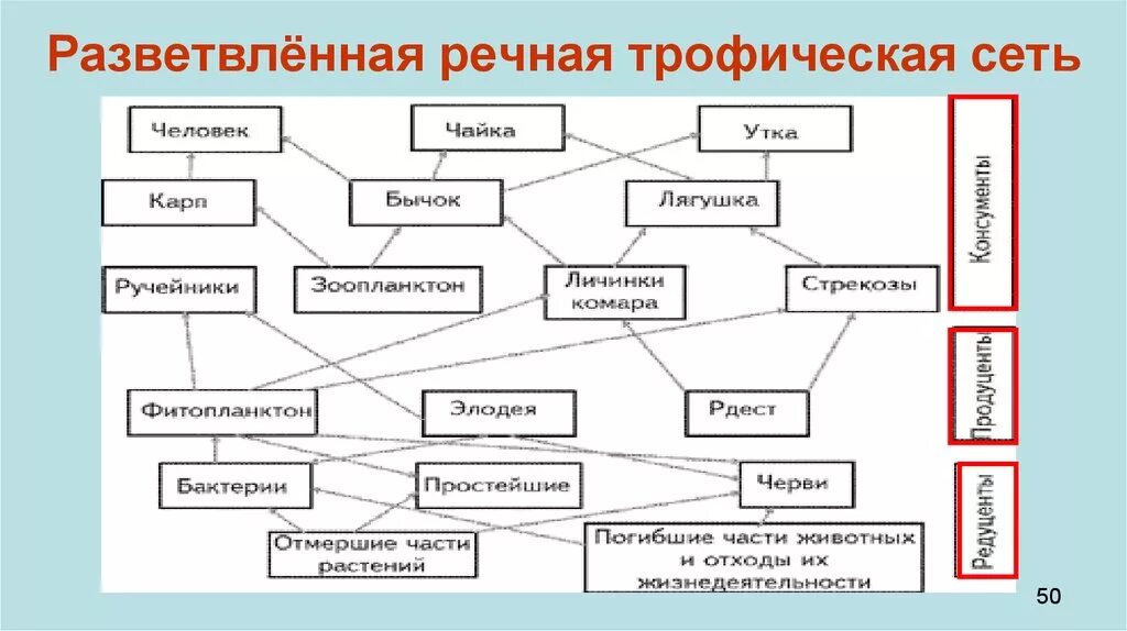 Трофическая сеть. Трофическая (пищевая) сеть. Цепи питания и трофические сети. Пищевая сеть это в биологии. Составить сеть питания