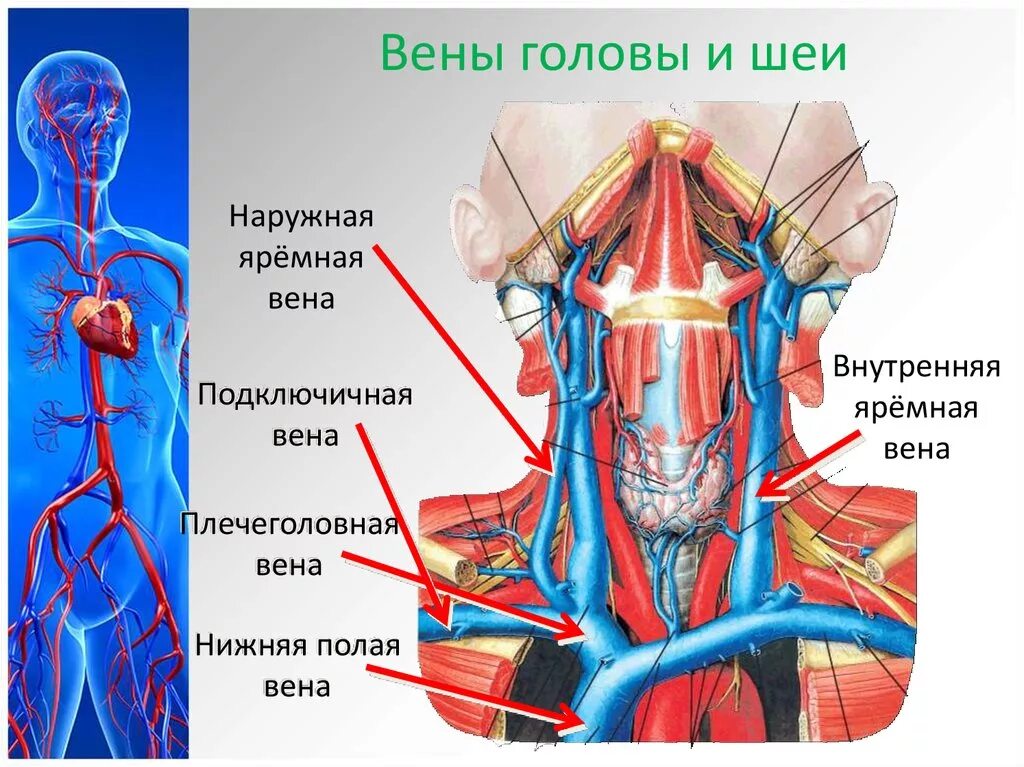 Яремная артерия где находится. Сонная артерия и яремная Вена. Левая внутренняя яремная Вена. Внутренняя яремная Вена и Сонная артерия. Внутренняя яремная Вена и подключичная Вена.